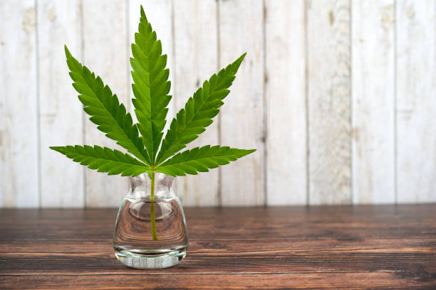 leaf of hemp plant in vase - cannabis, marijuana - photography sign table ganja imagens e fotografias de stock