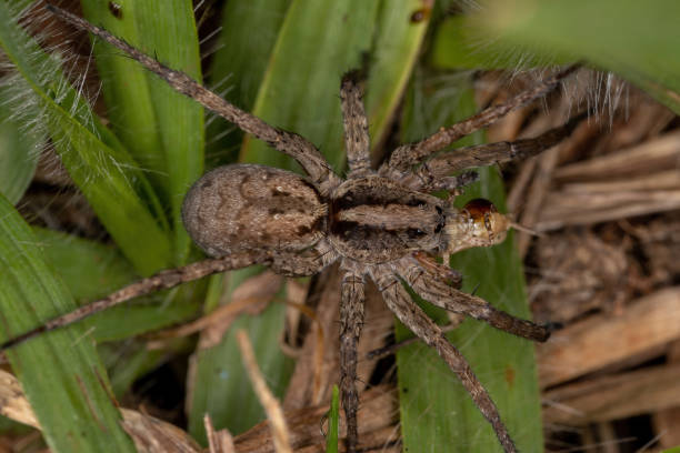 istock Adult Wolf Spider 1332700181