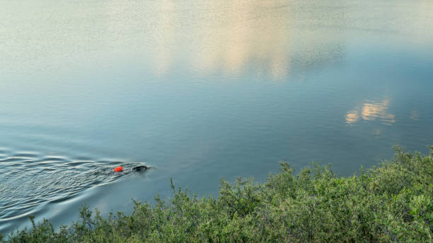 istock open water swimmer with a swim buoy 1332700362