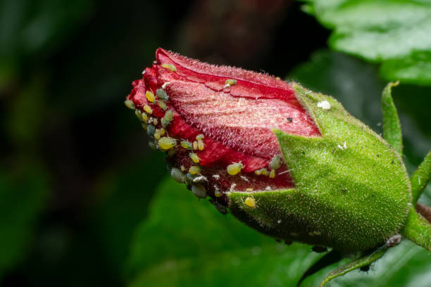 insetti afidi sul bocciolo di fiore di ibisco rosso. messa a fuoco selettiva utilizzata. - petal bud plant agriculture foto e immagini stock