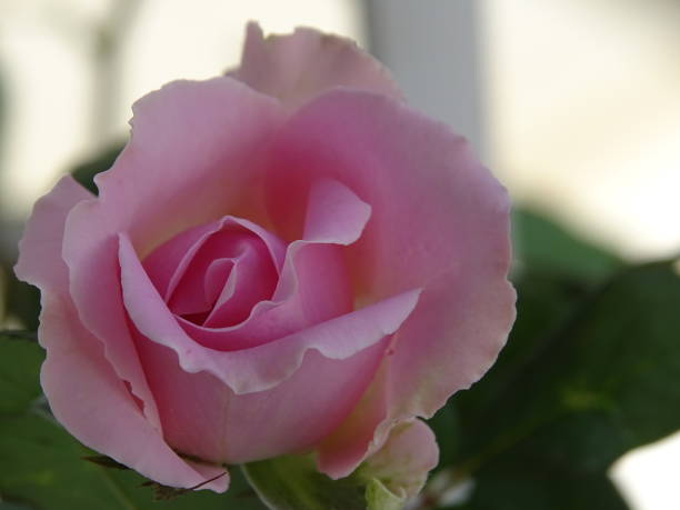 istock THE PINK ROSE BLOSSOM 1332700999