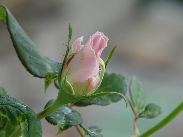 THE BLOSSOMING PINK ROSE BUD stock photo