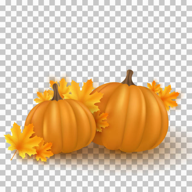 ilustraciones, imágenes clip art, dibujos animados e iconos de stock de calabazas 3d realistas con hojas de arce aisladas sobre fondo transparente. fondo de otoño para acción de gracias o halloween. plantas de otoño. ilustración vectorial - october vegeterian food vegetable