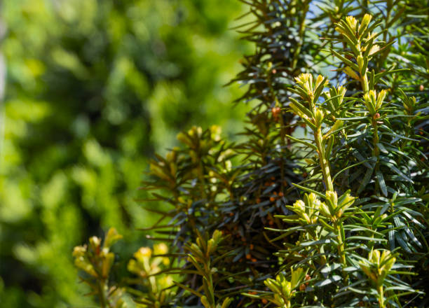 Yew Taxus baccata Fastigiata Aurea (English yew, European yew) new bright green with yellow stripes foliage in spring garden as natural background. Selective focus. Nature concept for design Yew Taxus baccata Fastigiata Aurea (English yew, European yew) new bright green with yellow stripes foliage in spring garden as natural background. Selective focus. Nature concept for design taxus baccata fastigiata stock pictures, royalty-free photos & images