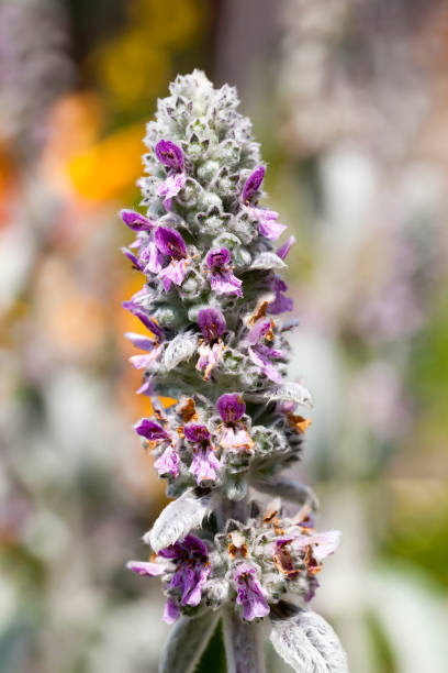 istock purple flowers in the summer 1332701494