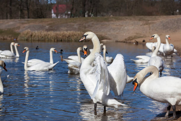 istock floating on the water a group of white Swan 1332701500