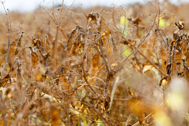 istock the field with the pea crop is yellow 1332701523