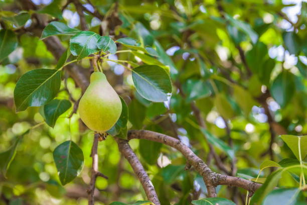 istock Unripe green pears, Orchard. Young pear tree. Ripe fruit harvest. Summer. 1332702383