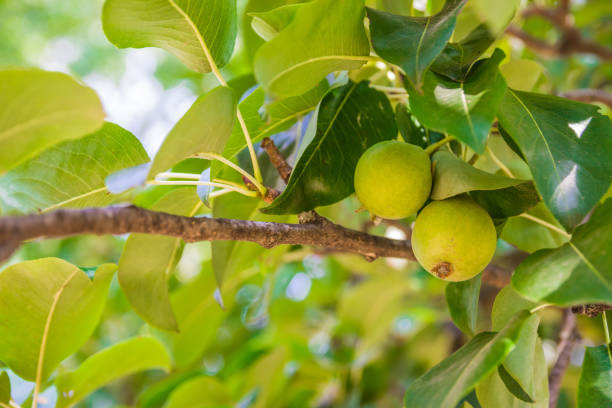istock Unripe green apples, Orchard. Young apple tree. Ripe fruit harvest 1332702416