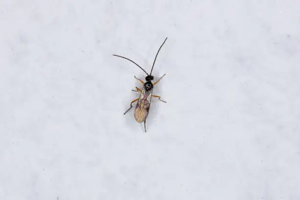 Small Adult Braconid Wasp of the Subfamily Microgastrinae