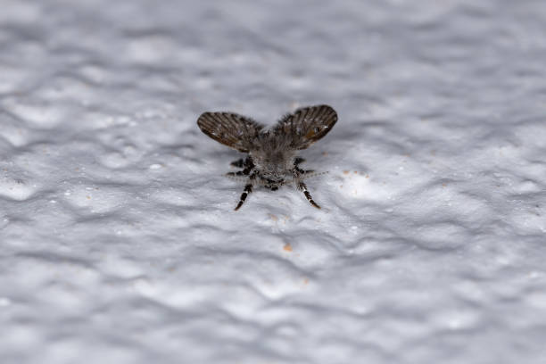 istock Adult Bathroom Moth Midge 1332702813