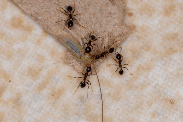 istock Adult Big-headed Ants 1332702817