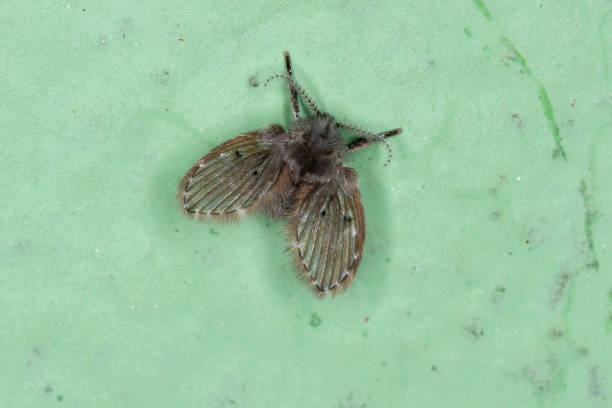 istock Adult Bathroom Moth Midge 1332702884