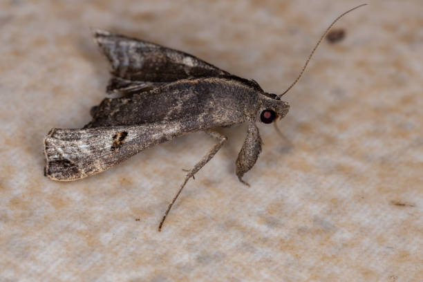 istock Adult Litter Moth 1332702931
