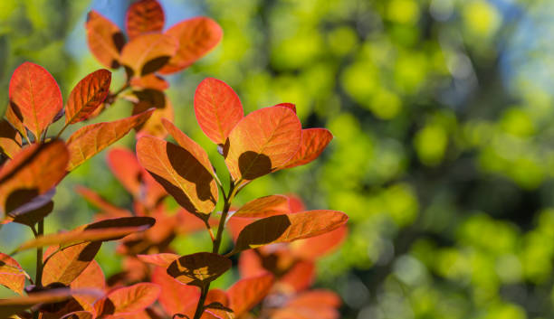 folhas roxas jovens de cotinus coggygria royal purple (rhus cotinus, a árvore de fumaça europeia) com flores contra a luz solar contra o fundo de vegetação borrada no jardim da primavera - european smoketree - fotografias e filmes do acervo