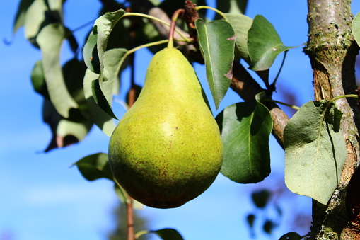 pears on a pear tree in the garden
