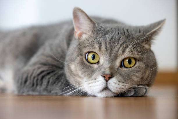 istock Beautiful cat on the parquet at home 1332704479