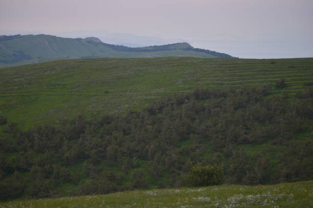 istock Forest in Crimean Mountains 1332704954