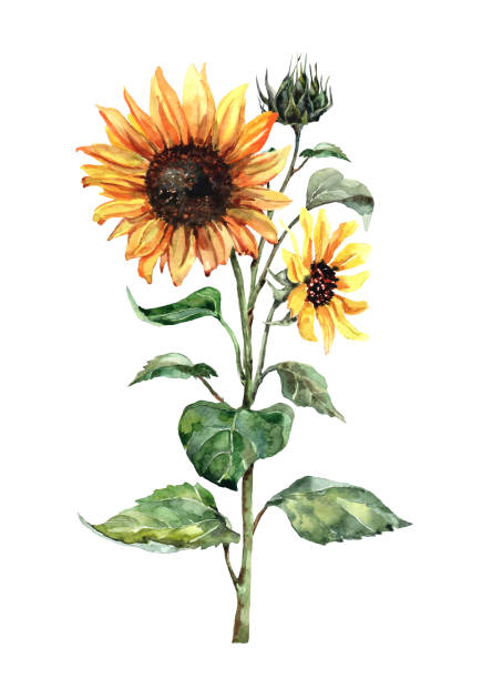 istock Sunflower with blossoming yellow heads on a stem with green leaves isolated on white background. Handmade watercolor. 1332705004