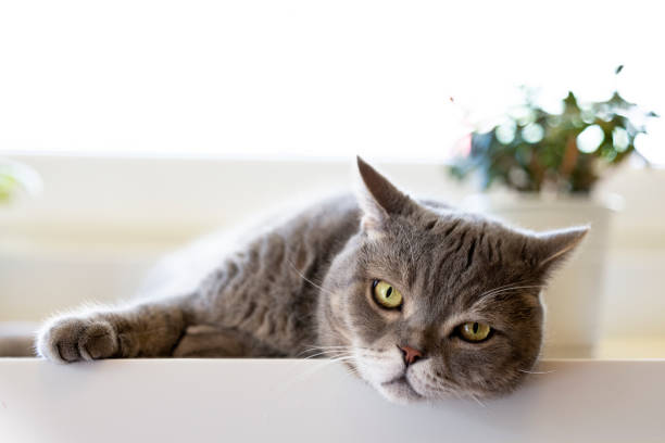 istock Beautiful shorthair cat in the kitchen 1332705182