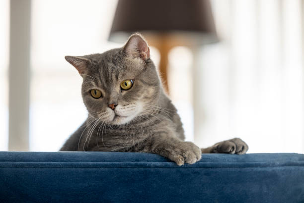 istock Beautiful shorthair cat on the blue sofa, at home 1332705979