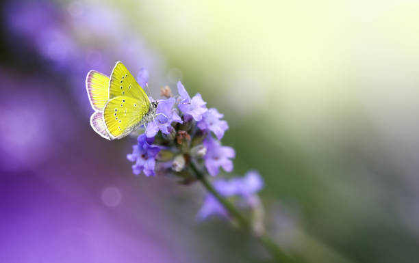 istock Yellow Butterfly on Lavender flower close-up, macro. 1332706086