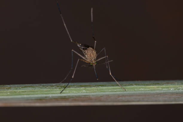 istock Adult Culicine Mosquito 1332706339