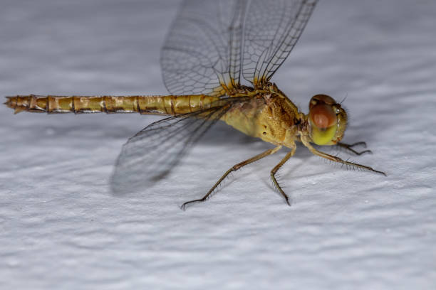 istock Adult Dragonlet Insect 1332706407