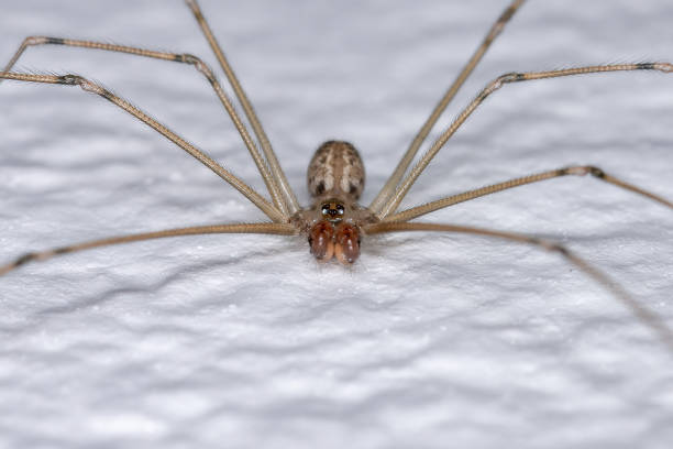 istock adult male Short-bodied Cellar Spider 1332706500