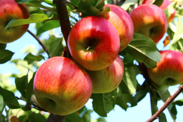 istock ripe apples on the apple tree 1332707994