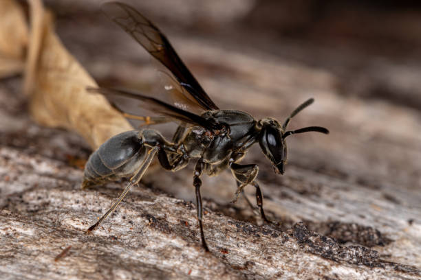 istock Adult Paper Wasp 1332708572