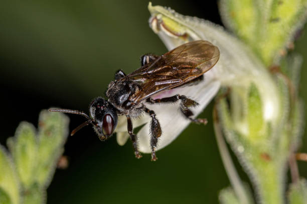 istock Adult Female Stingless Bee 1332708612