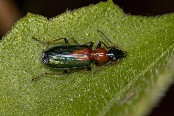 istock Adult Ground Beetle 1332709317