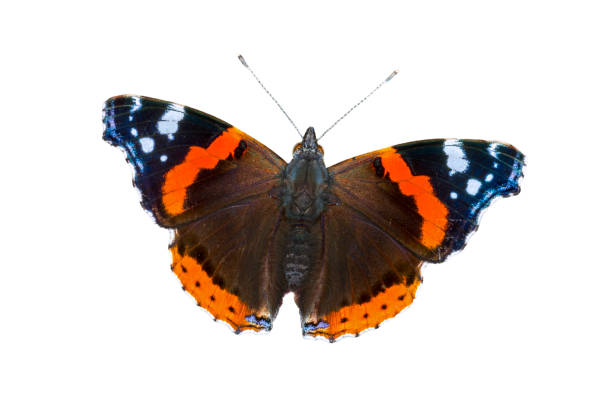 istock Red admiral or red admirable (Vanessa atalanta) butterfly against white background 1332709884