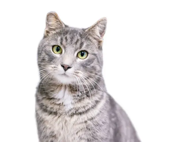 A gray tabby shorthair cat with its ear tipped, indicating that it has been spayed or neutered and vaccinated as part of a TNR program
