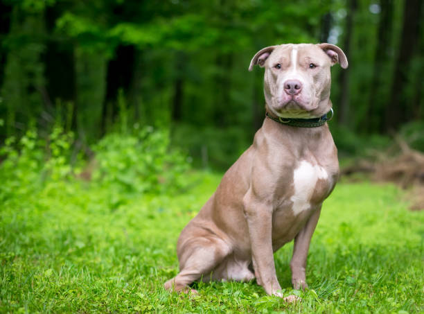 istock A cute Pit Bull Terrier x Shar Pei mixed breed dog 1332710394