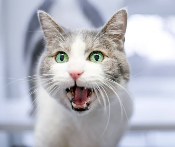 istock A shorthair cat meowing 1332710919