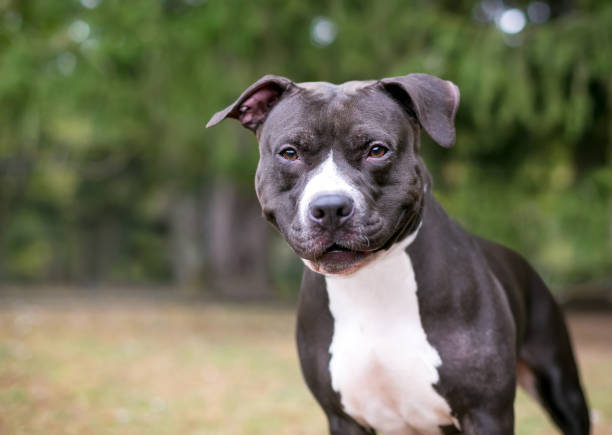 istock A smiling Pit Bull Terrier mixed breed dog 1332710939