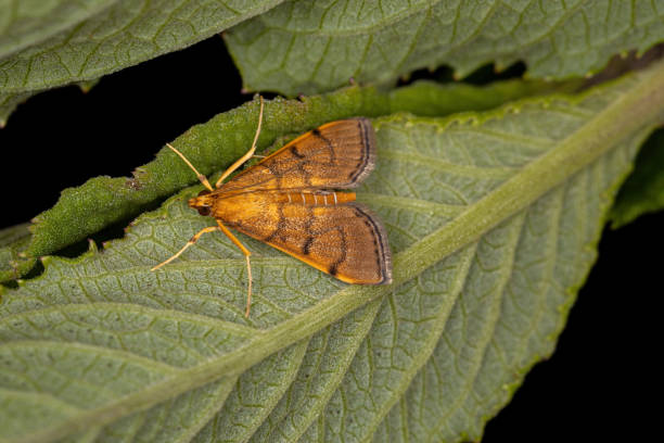 istock Adult Crambid Moth 1332711125