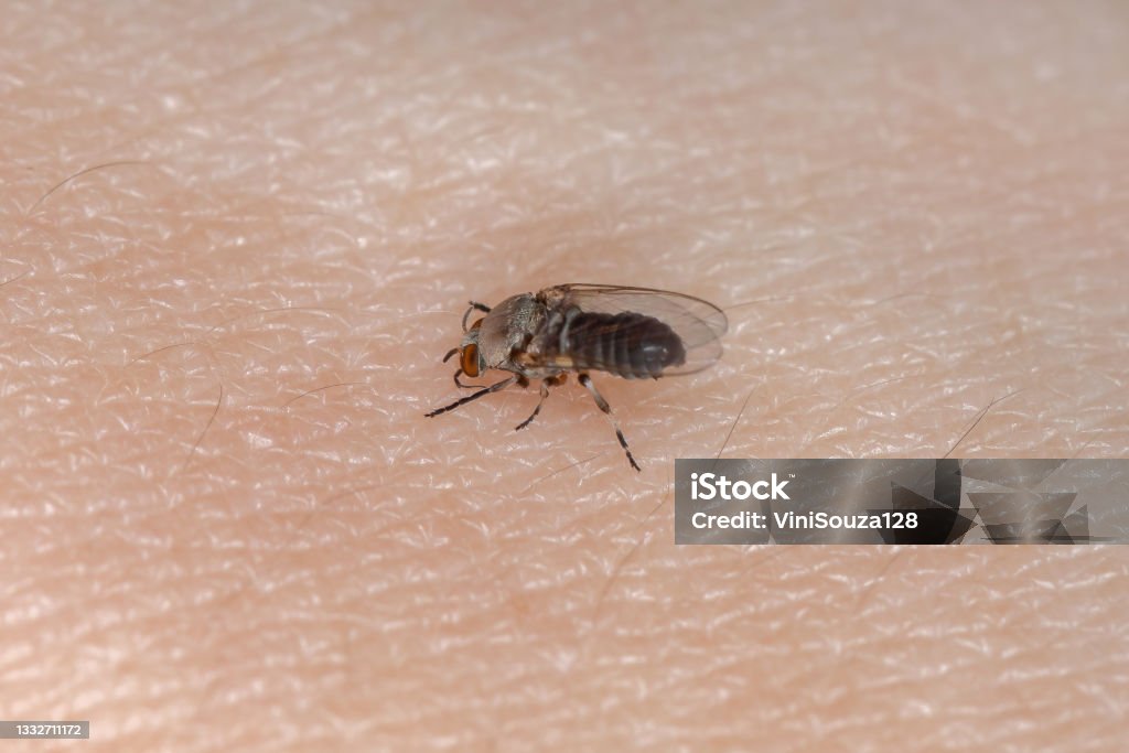 Adult Black Fly Adult Black Fly of the Family Simuliidae sucking blood from a human on the skin Black Fly Stock Photo