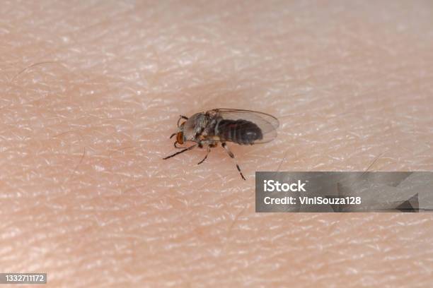 Adult Black Fly Stock Photo - Download Image Now - Black Fly, Blood, Mosquito