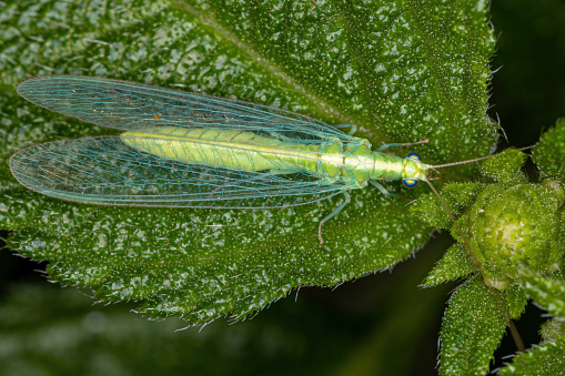 Adult Typical Green Lacewing of the Subfamily Chrysopinae