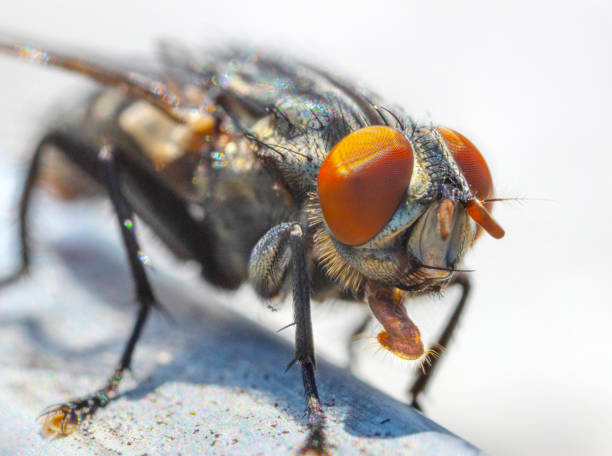 The Compound Eye of the Fly: A Close-Up Study of Ocular and Mouthpart Anatomy in Diptera