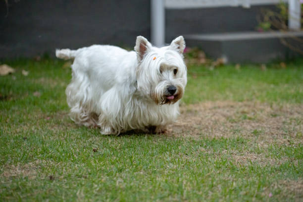 istock Adult West Highland White Terrier Dog 1332711389