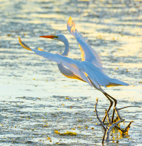 istock Graceful white egret in flight, backlit by the summer sunrise 1332711408