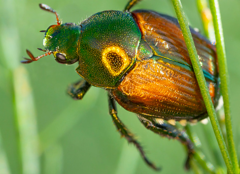 Shiny green and gold beetle with glittery shell, macro close-up.