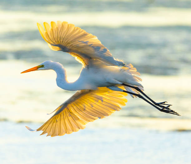 istock Graceful white egret in flight, backlit by the summer sunrise 1332711417