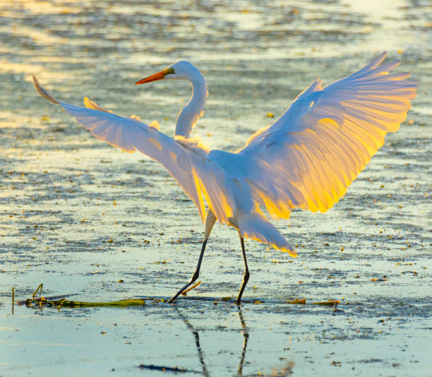 istock Graceful white egret in flight, backlit by the summer sunrise 1332711423