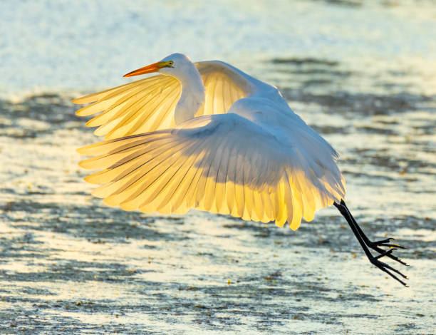 istock Graceful white egret in flight, backlit by the summer sunrise 1332711427