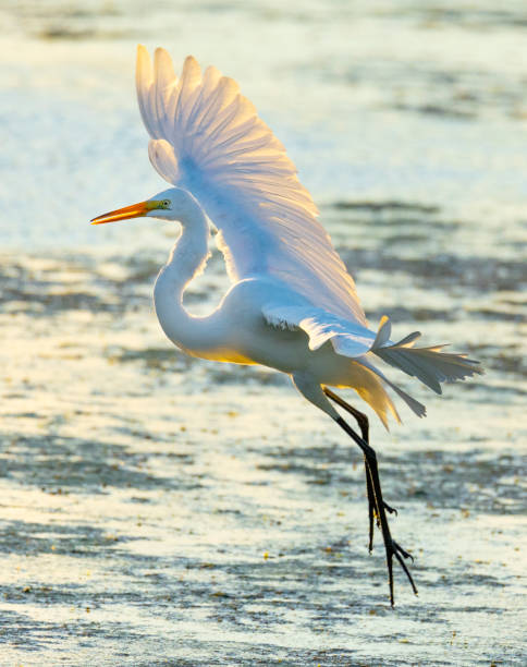 Graceful white egret in flight, backlit by the summer sunrise